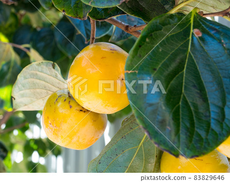 Branches of a tree with ripe persimmon fruits on a sunny day Branches of a tree with ripe persimmon fruits on a sunny day 83829646