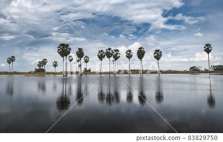The group of sugar palm trees in the lake. 83829750