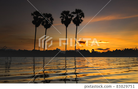 Sunset twilight lighting on a silhiuette sugar palm. 83829751