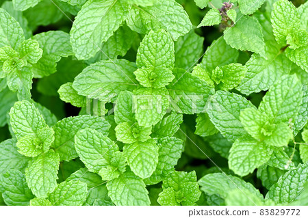 Spearmint 83829772