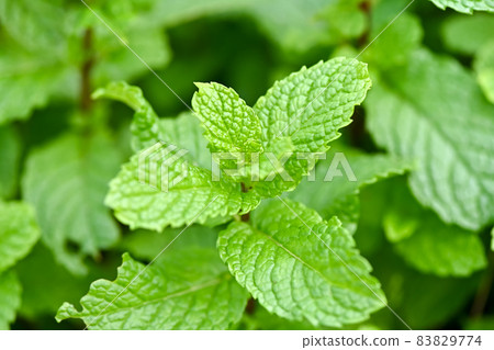 Spearmint Spearmint 83829774