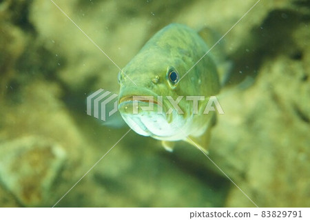 小嘴鱸魚、小嘴鱸魚、小嘴鱸魚、黑鱸魚、鱸魚 小嘴鱸魚、小嘴鱸魚、小嘴鱸魚、黑鱸魚、鱸魚 83829791