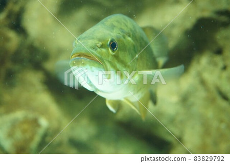 Smallmouth bass, smallmouth bass, smallmouth bass, black bass, bass Smallmouth bass, smallmouth bass, smallmouth bass, black bass, bass 83829792