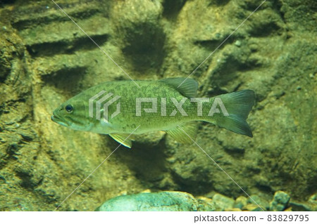 Smallmouth bass, smallmouth bass, smallmouth bass, black bass, bass 83829795