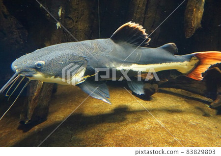 紅尾鯰魚 紅尾鯰魚 Pilarara 紅尾鯰魚 紅尾鯰魚 Pilarara 83829803