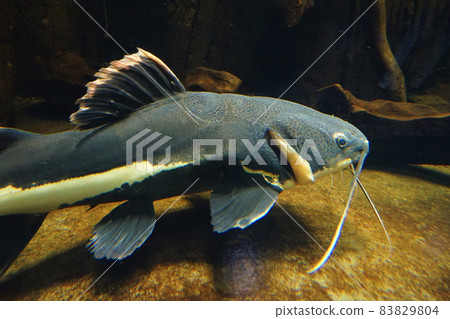紅尾鯰魚 紅尾鯰魚 Pilarara 紅尾鯰魚 紅尾鯰魚 Pilarara 83829804