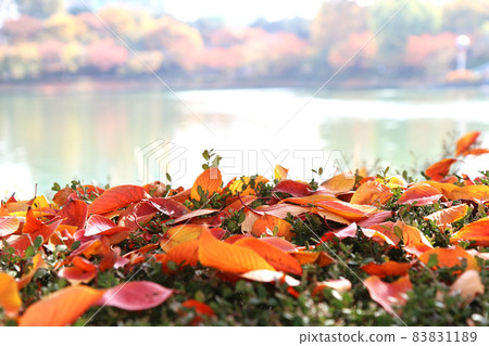 Deciduous leaves piled up on the planting (Lake Ishimura, South Korea) Deciduous leaves piled up on the planting (Lake Ishimura, South Korea) 83831189