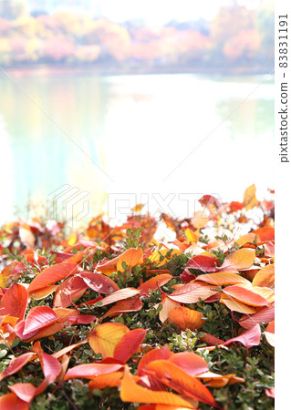Deciduous leaves piled up on the planting (Lake Ishimura, South Korea) Deciduous leaves piled up on the planting (Lake Ishimura, South Korea) 83831191