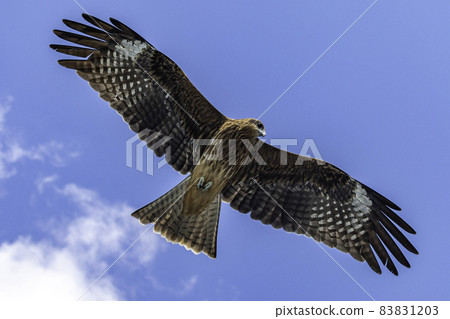 Black kite flying in the sea Black kite flying in the sea 83831203