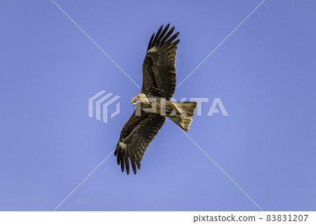 黑風箏在海中飛翔 黑風箏在海中飛翔 83831207