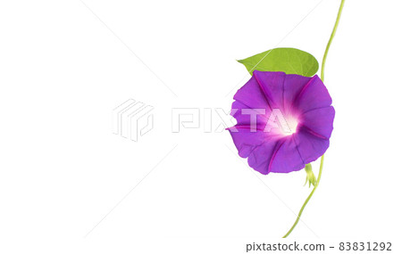 Beautiful plant color is morning glory. Purple bindweed flower on white background, isolate 83831292