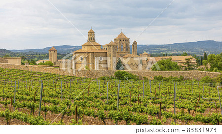 View over vineyard to monastery of Poblet in Spain in summer View over vineyard to monastery of Poblet in Spain in summer 83831973