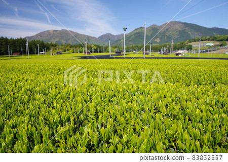 New tea plantation [Ise tea, Mie prefecture, Suizawa district] 83832557