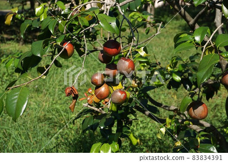 Camellia nuts 83834391