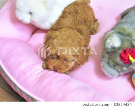 小狗 / 玩具貴賓犬 小狗 / 玩具貴賓犬 83834424