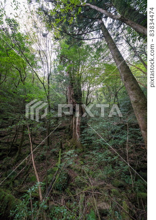 Nio cedar on Yakushima 83834474