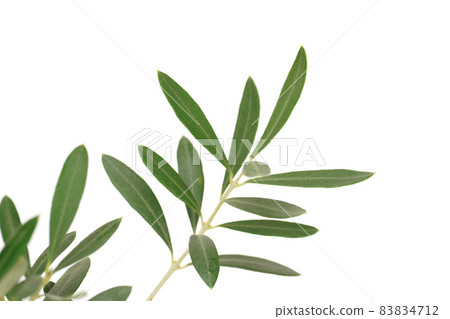 Olive leaf cypressino Olive leaf cypressino 83834712