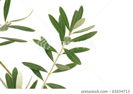 Olive leaf cypressino Olive leaf cypressino 83834713