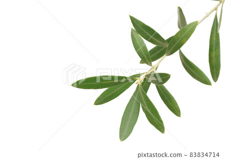 Olive leaf cypressino Olive leaf cypressino 83834714