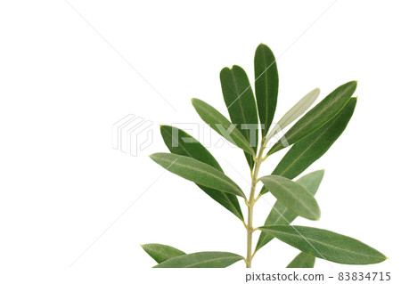 Olive leaf Sipressino Heart-shaped olive leaf Olive leaf Sipressino Heart-shaped olive leaf 83834715