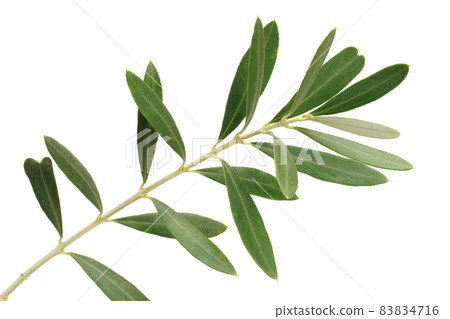 Olive leaf Sipressino Heart-shaped olive leaf Olive leaf Sipressino Heart-shaped olive leaf 83834716