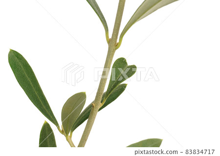 Olive leaf Sipressino Heart-shaped olive leaf Olive leaf Sipressino Heart-shaped olive leaf 83834717