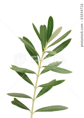 Olive leaf Sipressino Heart-shaped olive leaf Olive leaf Sipressino Heart-shaped olive leaf 83834718
