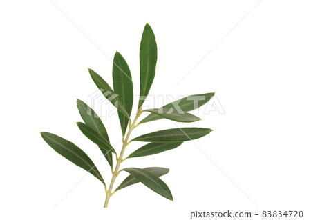 Olly olive leaf cypressino 83834720