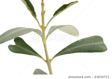 Olive leaf Sipressino Heart-shaped olive leaf 83834721