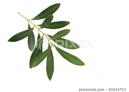 Olive leaf cypressino 83834723