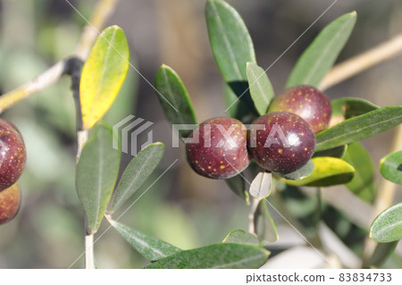 Olive fruit cypressino Olive fruit cypressino 83834733
