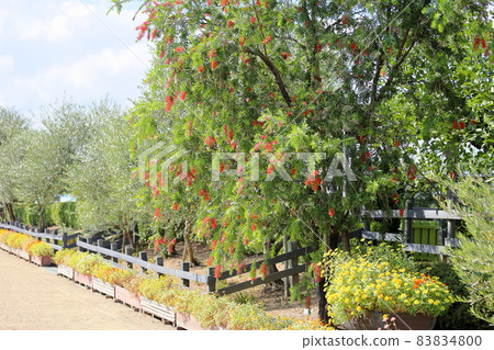 Flowers of brassicaki Flowers of brassicaki 83834800