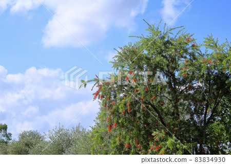 明亮的花 83834930