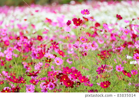 波斯菊花田 波斯菊花田 83835014