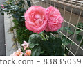 Pink roses blooming outdoors 83835059