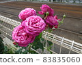 Pink roses blooming outdoors 83835060