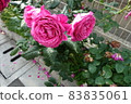 Pink roses blooming outdoors 83835061
