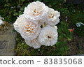 White roses blooming outdoors 83835068