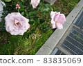 White roses blooming outdoors 83835069