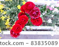 Red roses blooming outdoors 83835089