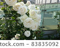White roses blooming outdoors 83835092