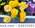 Yellow roses blooming outdoors 83835093