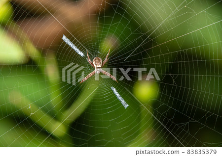 Orb-weaver spider juvenile Orb-weaver spider juvenile 83835379