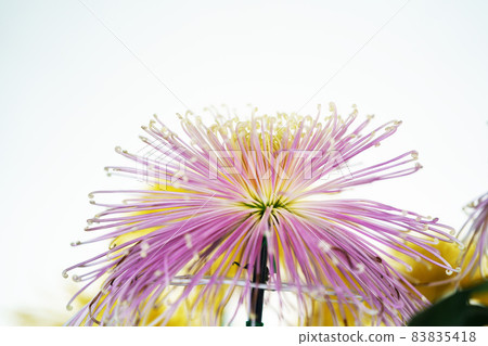 Chrysanthemum Festival Large Flower Chrysanthemum Suspension Chrysanthemum Chrysanthemum Festival Large Flower Chrysanthemum Suspension Chrysanthemum 83835418