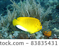 Three-Spot Angelfish 83835431