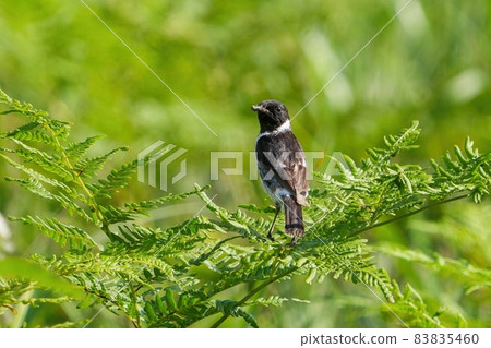水仙捕蠅器男@長野立科養育孩子匆匆帶飯回巢 83835460