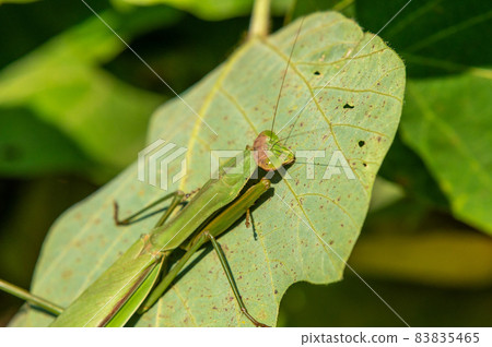 Okamakiri Okamakiri 83835465