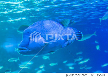 拿破崙魚 拿破崙魚 83835501