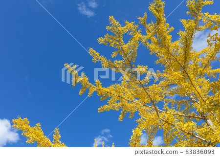 Chichibu muse park ginkgo 83836093