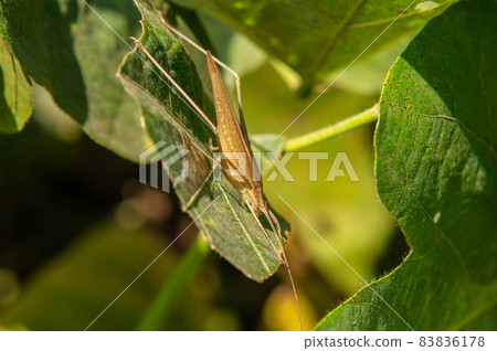 Ducetia japonicum brown type Ducetia japonicum brown type 83836178